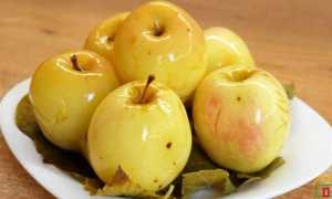 Моченые яблоки на зиму простой рецепт